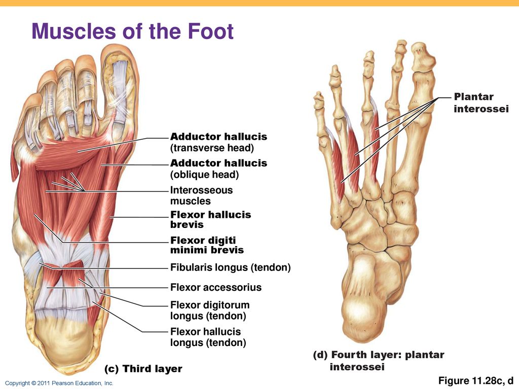 Foot muscle. Аддуктор большого пальца стопы. Мышцы стопы анатомия. Adductor Hallucis m. transverse head мышца. Flexor digiti Minimi Longus.